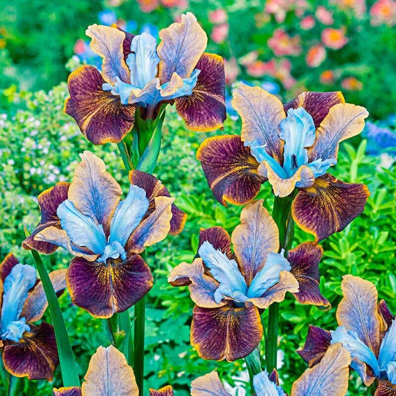 Siberian Iris Seeds - Flower Plant
