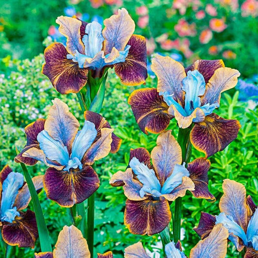 Siberian Iris Seeds - Flower Plant