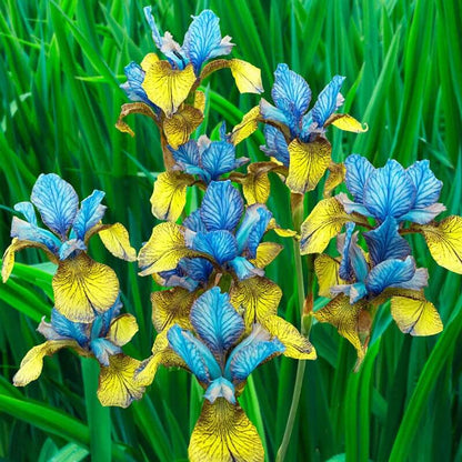 Siberian Iris Seeds - Flower Plant