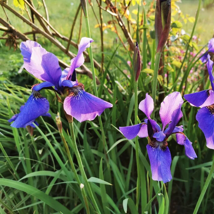 Siberian Iris Seeds - Flower Plant