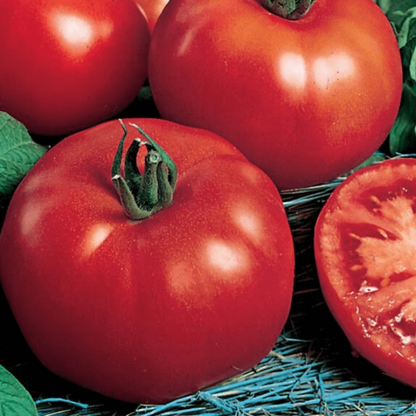 Siberian Tomato Seeds - Vegetable Plant