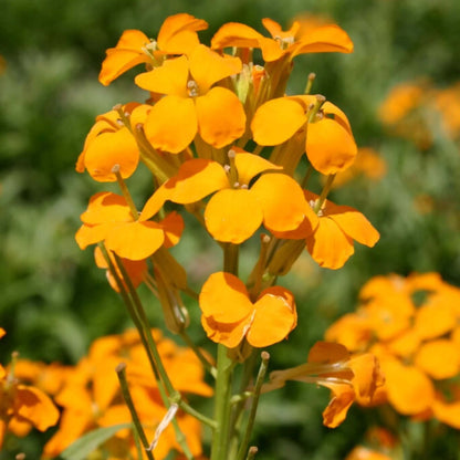 Siberian Wallflower Seeds - Flower Plant