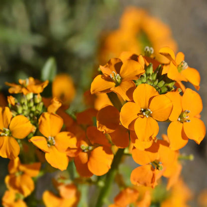 Siberian Wallflower Seeds - Flower Plant