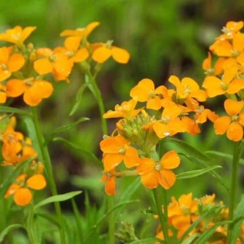 Siberian Wallflower Seeds - Flower Plant