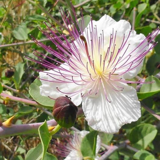 Sicilian Caper Bush Seeds