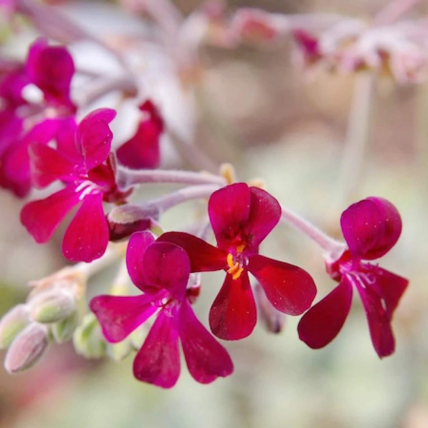 Sidoides Pelargonium Seeds