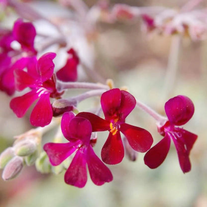 Sidoides Pelargonium Seeds
