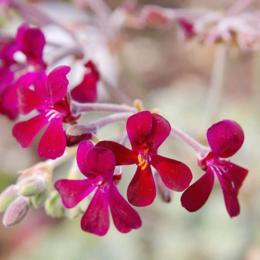 Sidoides Pelargonium Seeds
