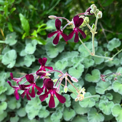 Sidoides Pelargonium Seeds