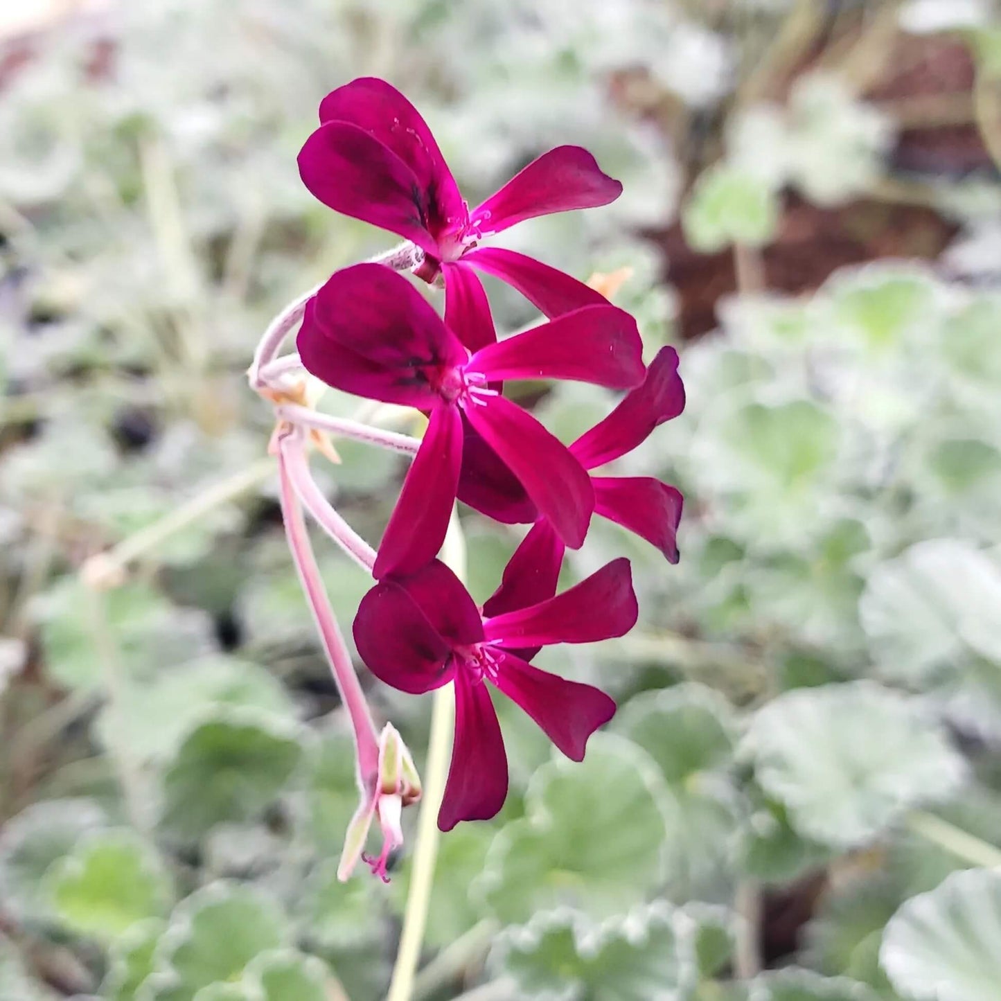 Sidoides Pelargonium Seeds