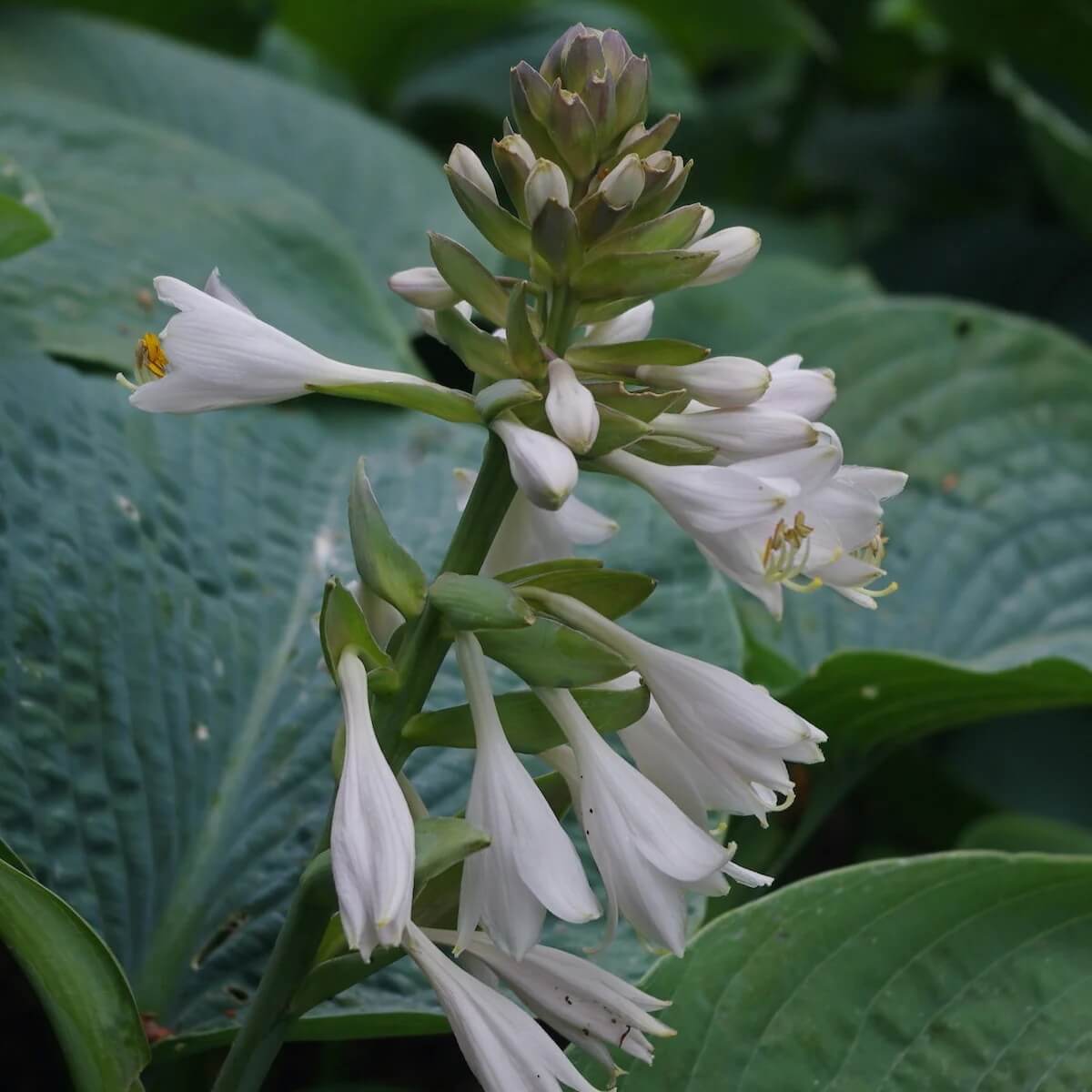 Sieboldiana â€˜Elegansâ€™ Hosta Seeds 