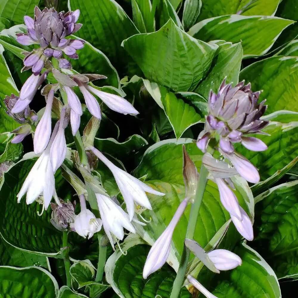 Sieboldiana â€˜Elegansâ€™ Hosta Seeds 