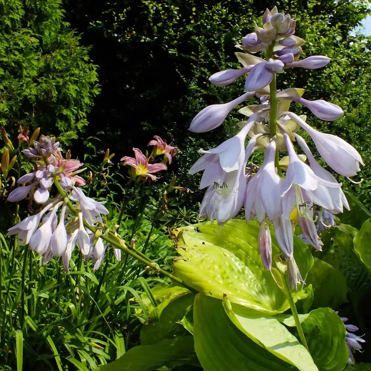 Sieboldiana â€˜Elegansâ€™ Hosta Seeds 