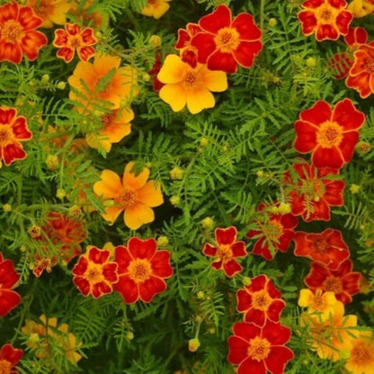 Signet Marigold Seeds - Flower Plant