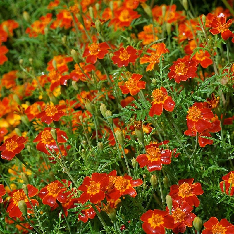 Signet Marigold Seeds - Flower Plant