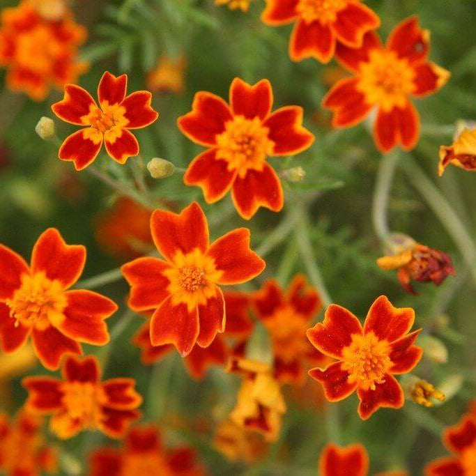 Signet Marigold Seeds - Flower Plant