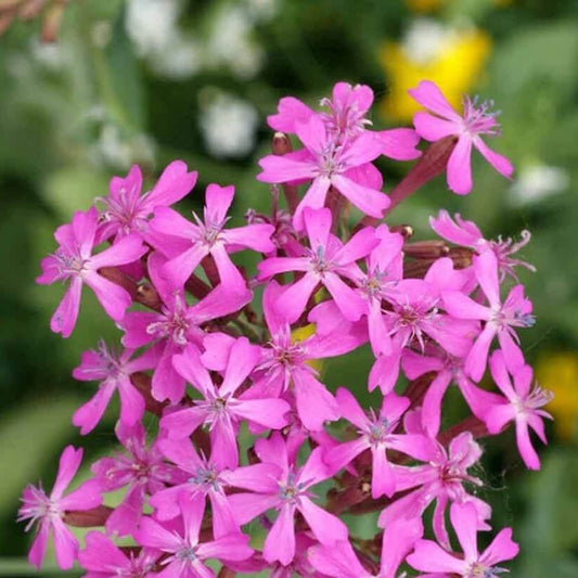 Silene Armeria Seeds - Flower Plant