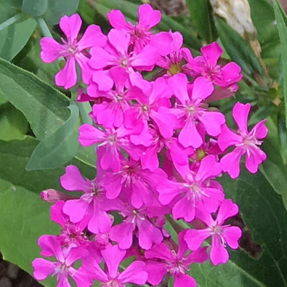 Silene Armeria Seeds - Flower Plant