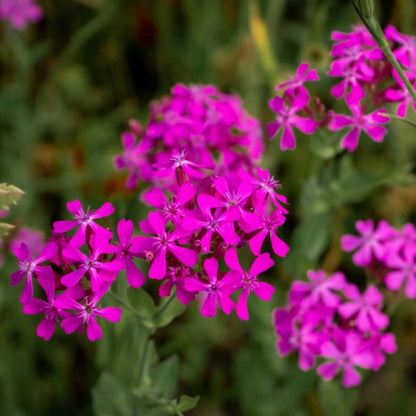 Silene Armeria Seeds - Flower Plant