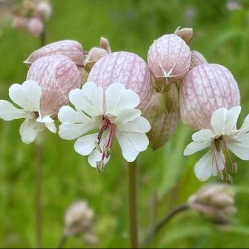 Silene Seeds - Flower Plant