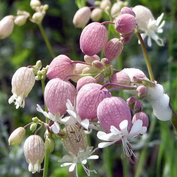 Silene Seeds - Flower Plant