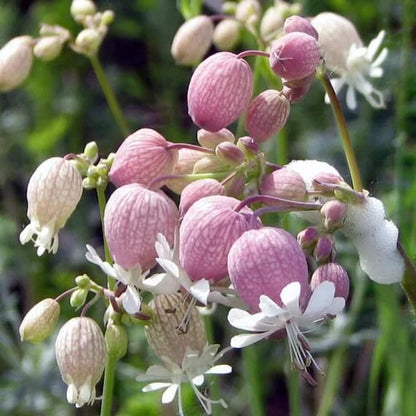 Silene Seeds - Flower Plant