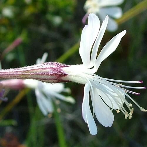 Silene Seeds - Flower Plant