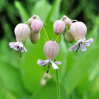 Silene Vulgaris Seeds - Flower Plant