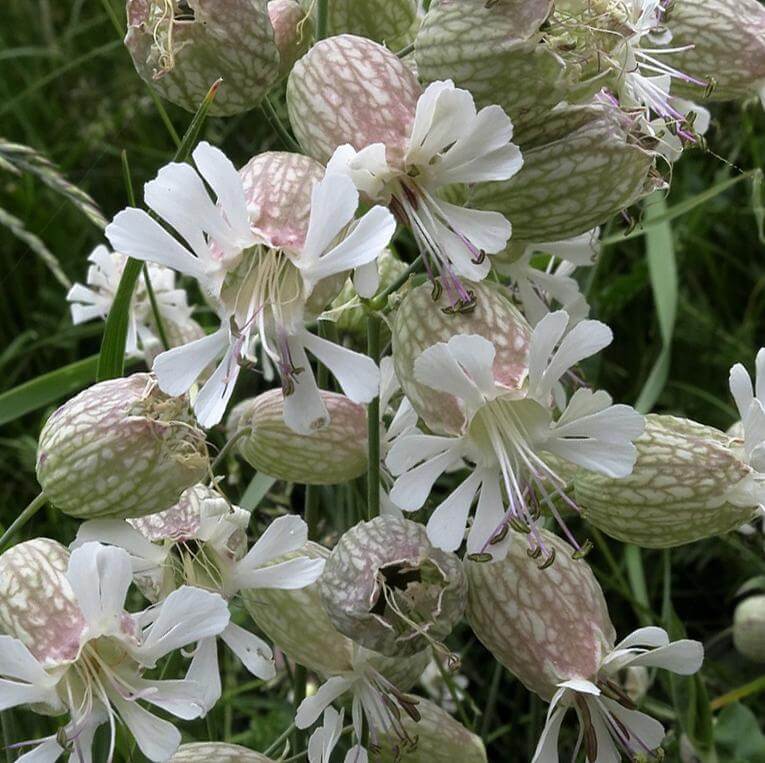 Silene Vulgaris Seeds - Flower Plant