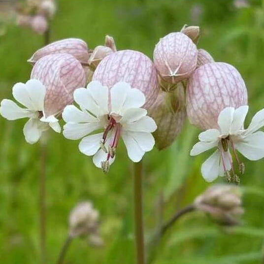 Silene Vulgaris Seeds - Flower Plant
