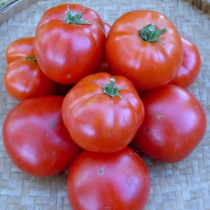 Siletz Tomato Seeds - Vegetable Plant