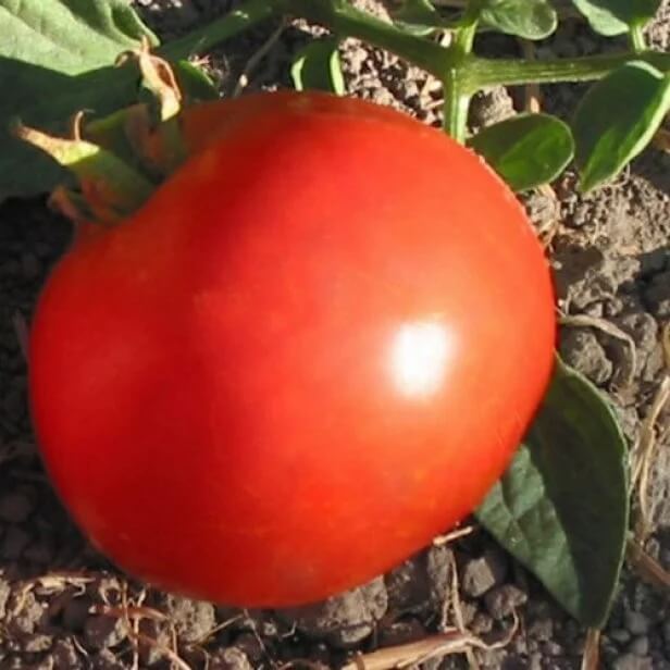 Siletz Tomato Seeds - Vegetable Plant