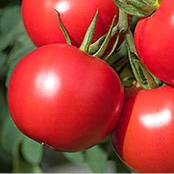 Siletz Tomato Seeds - Vegetable Plant