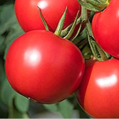 Siletz Tomato Seeds - Vegetable Plant