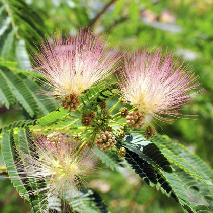 Silk Tree Seeds - Tree Plant Seeds for Home Gardens