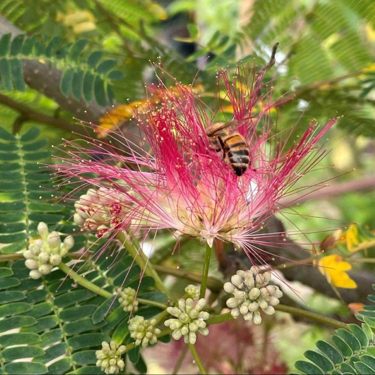 Silk Tree Seeds - Tree Plant Seeds for Home Gardens