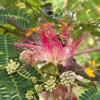Silk Tree Seeds - Tree Plant Seeds for Home Gardens