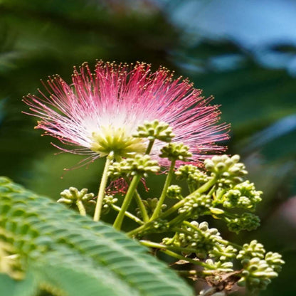 Silk Tree Seeds - Tree Plant Seeds for Home Gardens