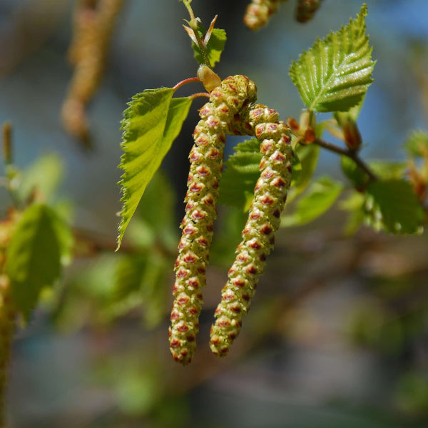 Silver Birch Seeds 