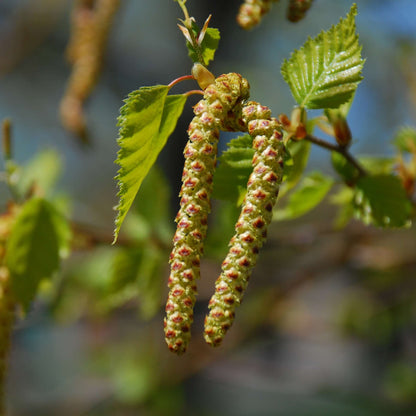 Silver Birch Seeds 