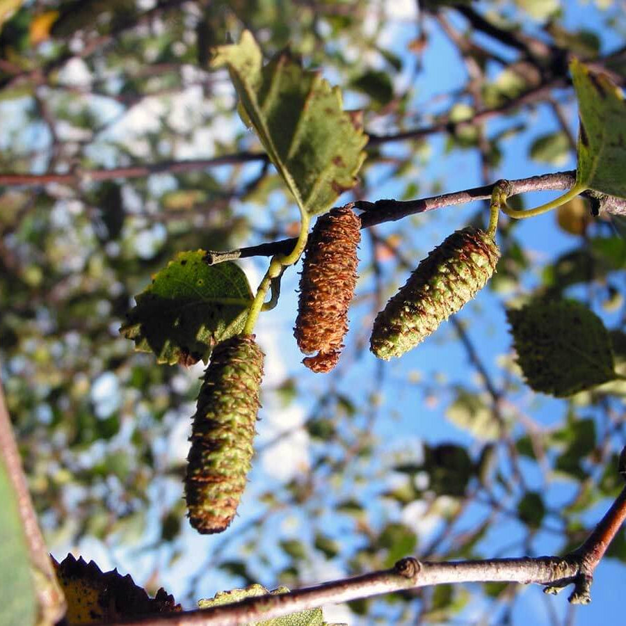 Silver Birch Seeds 