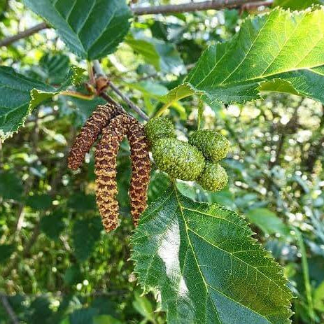 Silver Birch Seeds 