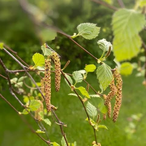 Silver Birch Tree Seeds 