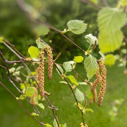 Silver Birch Tree Seeds 