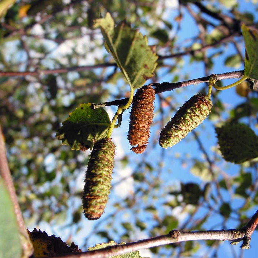 Silver Birch Tree Seeds 