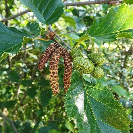 Silver Birch Tree Seeds 