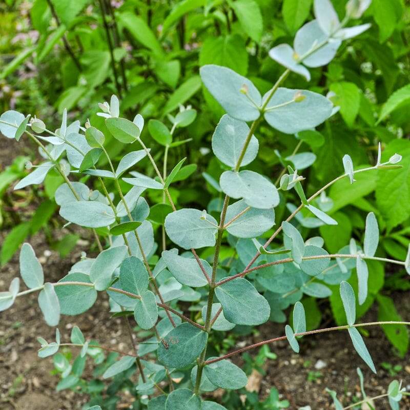 Silver Dollar Eucalyptus Seeds - Herbal Plant