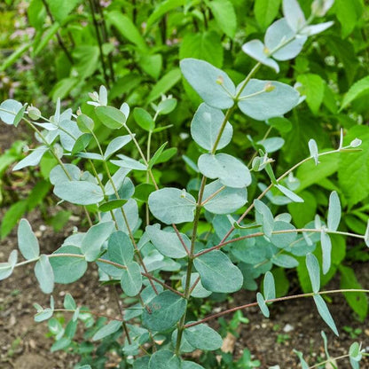 Silver Dollar Eucalyptus Seeds - Herbal Plant