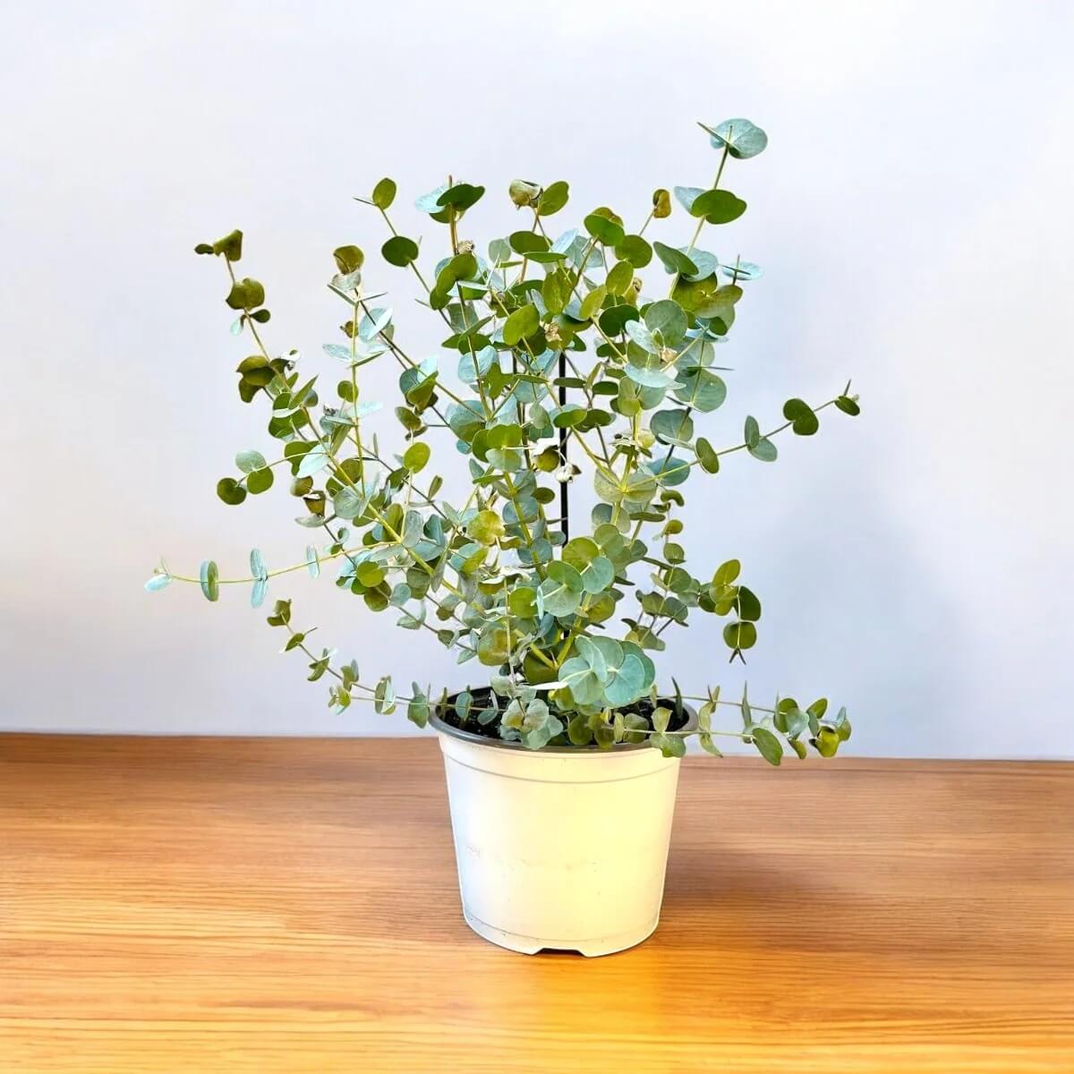 Silver Dollar Eucalyptus Seeds - Herbal Plant