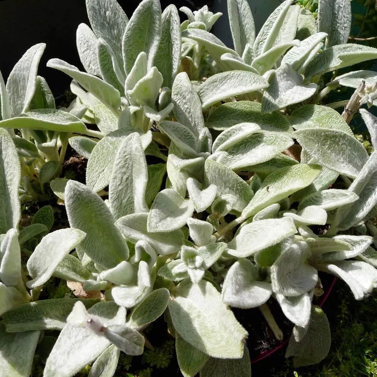 Silver Foliage Lamb’s Ears Seeds